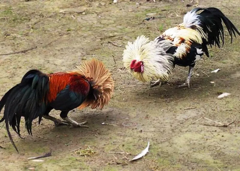 Theo dõi Đá gà tre thomo trực tiếp hấp dẫn